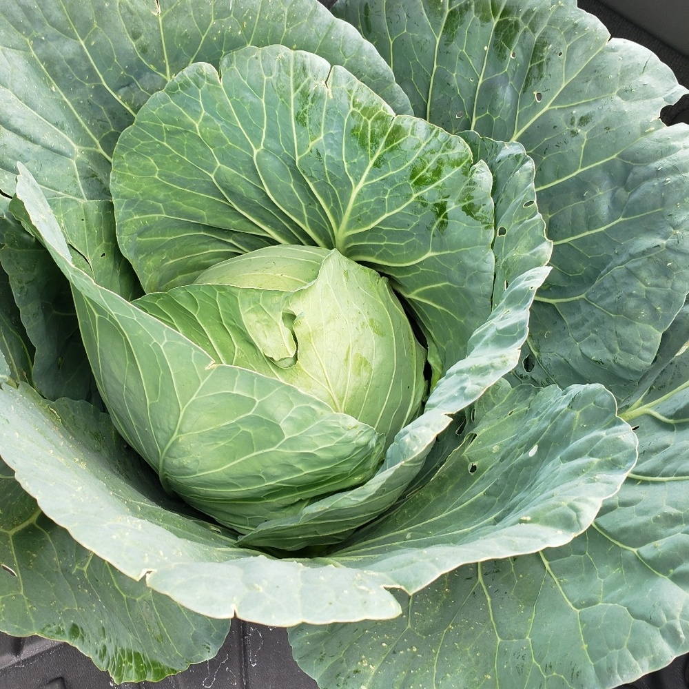 Meet your Posher, Patty